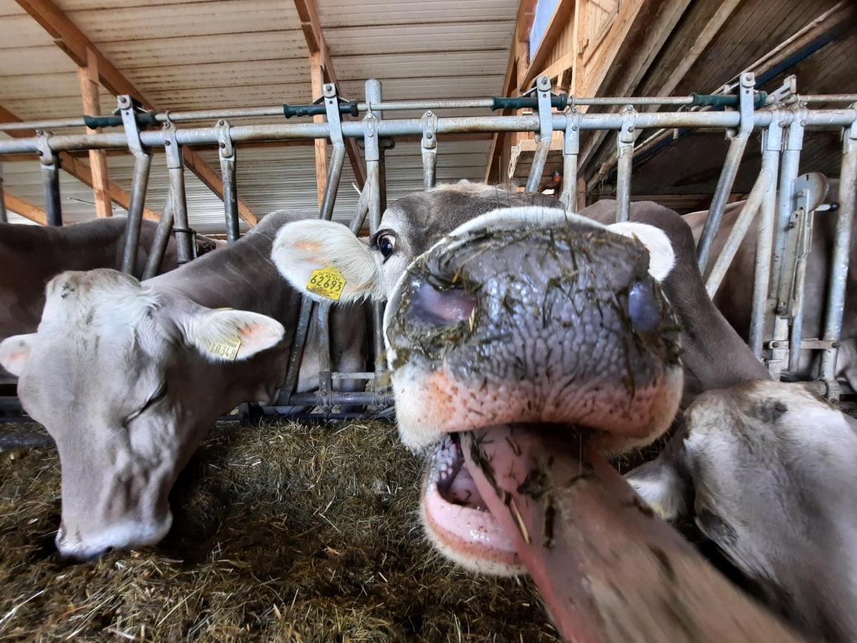 Appartamento Bauer Haug Dietmannsried Esterno foto